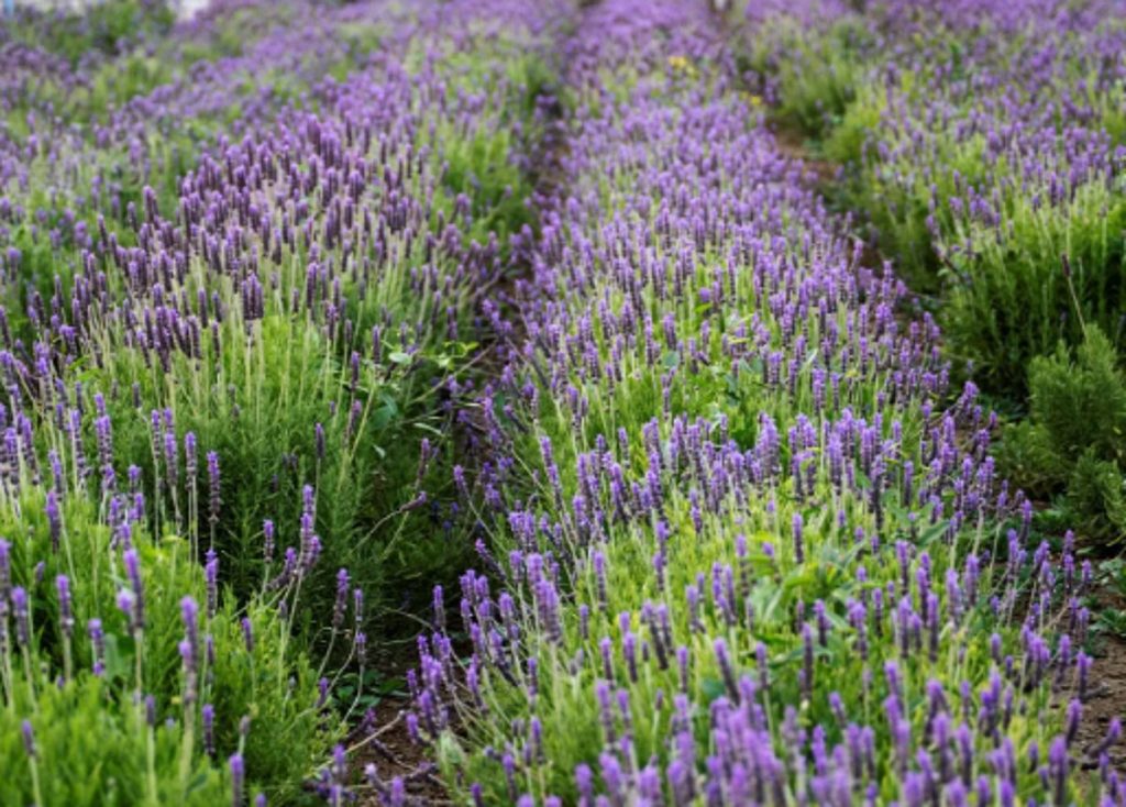 «نبات اللافندر» بالطائف.. يفتح آفاقًا استثمارية وسياحية جديدة