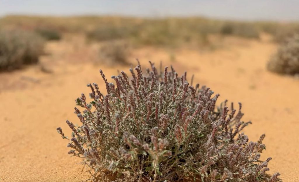 نبات «الحَلَم» يبرز ضمن الغطاء النباتي في منطقة القصيم