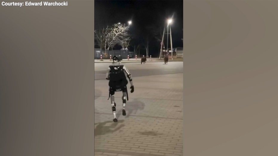 روبوت بشري يطارد الخنازير البرية في فيديو وارسو