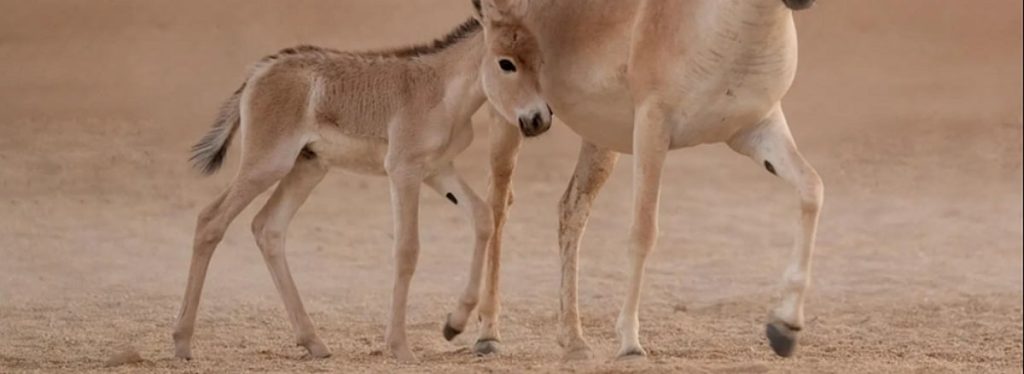 تسجيل ولادة أول مهر للحمار البري الآسيوي على أرض المملكة منذ أكثر من 100 عام