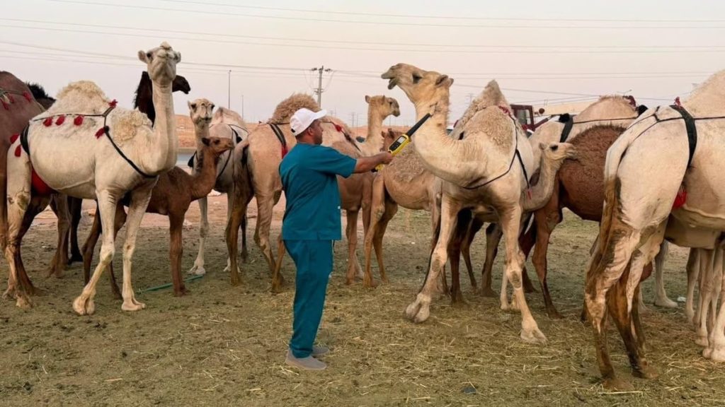 جولات ميدانية مكثفة لمكافحة بيع حليب الإبل العشوائي في الرياض