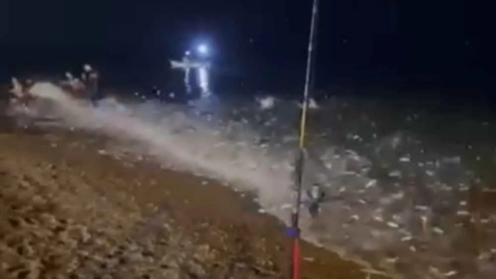 مشهد يثير الدهشة في الجزائر .. أسماك تندفع بأعداد كبيرة نحو شاطئ زرالدة (فيديو)